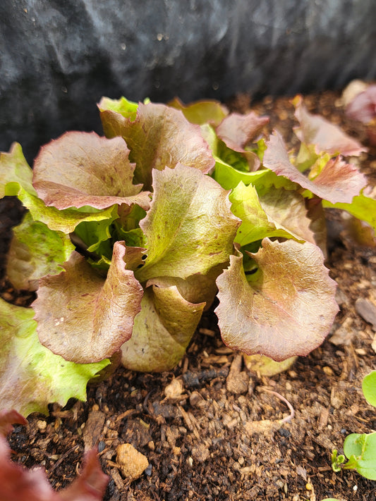 How to Grow Cold Hardy Plants