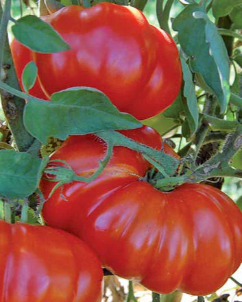 Rosso Sicilian Tomato