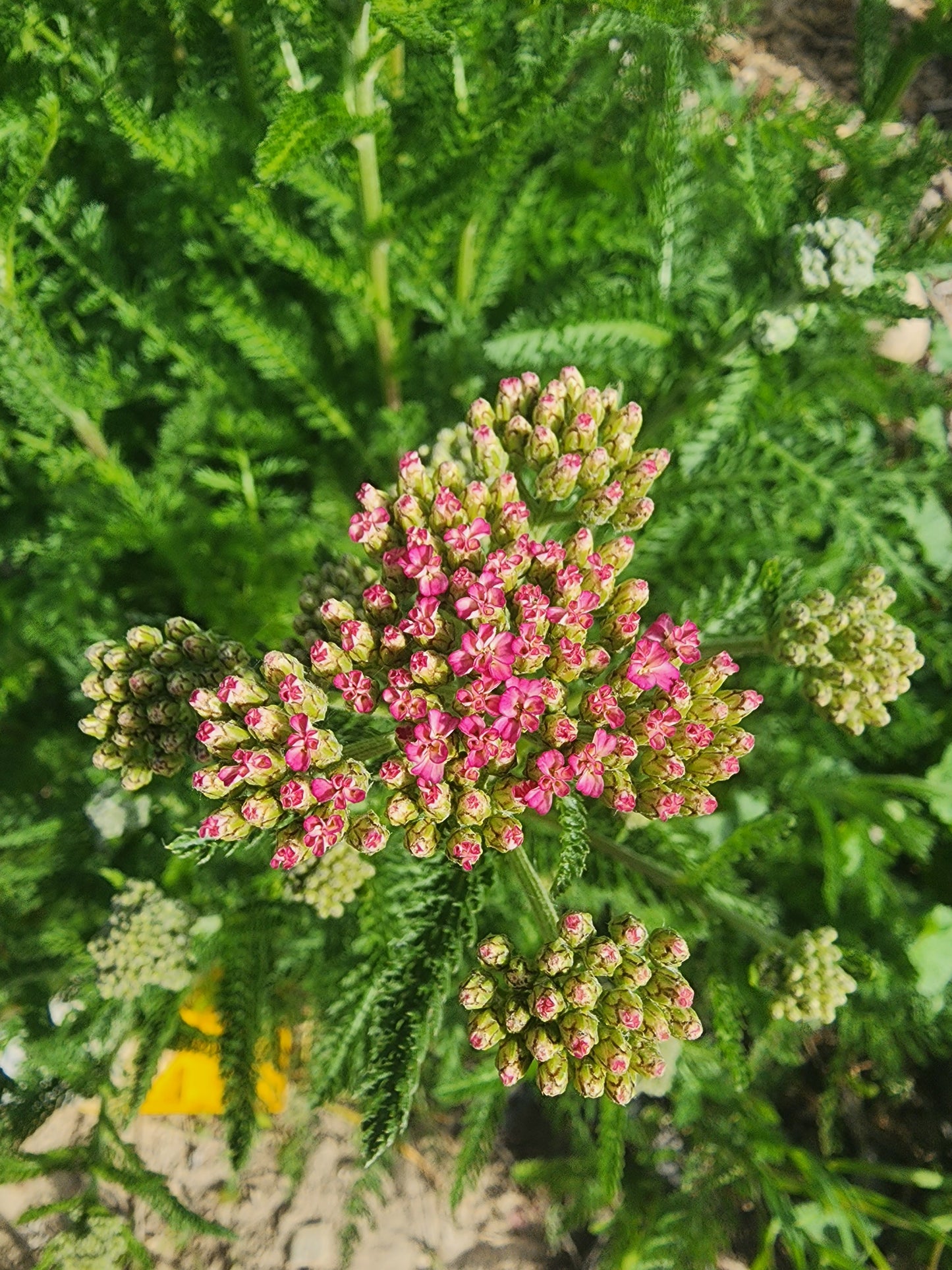 Pink Queen Yarrow