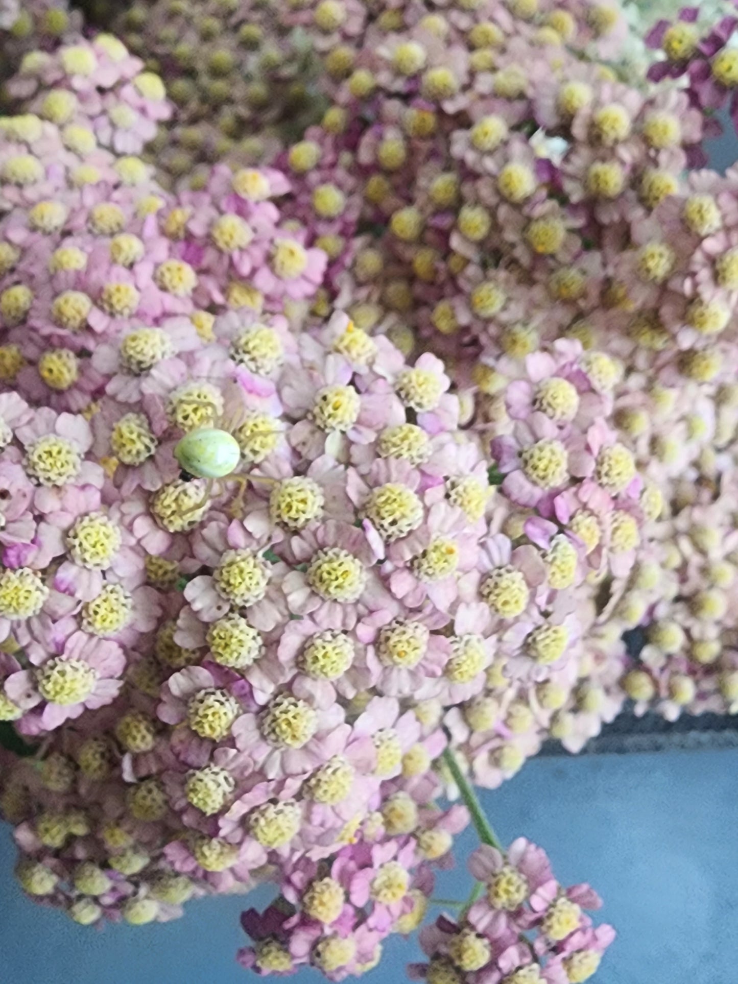 Pink Queen Yarrow