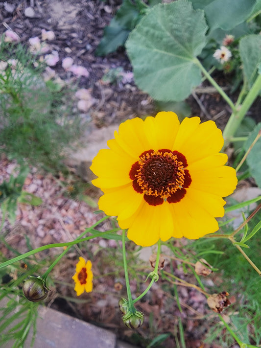 Plains Coreopsis