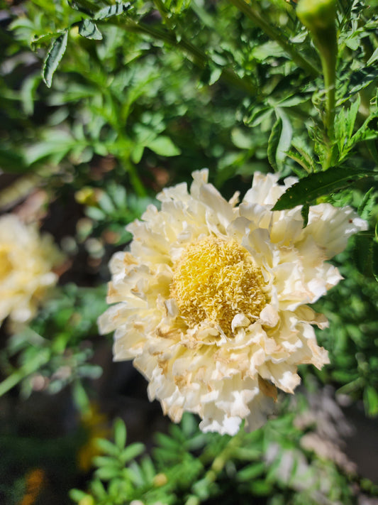 Kilimanjaro White Marigold