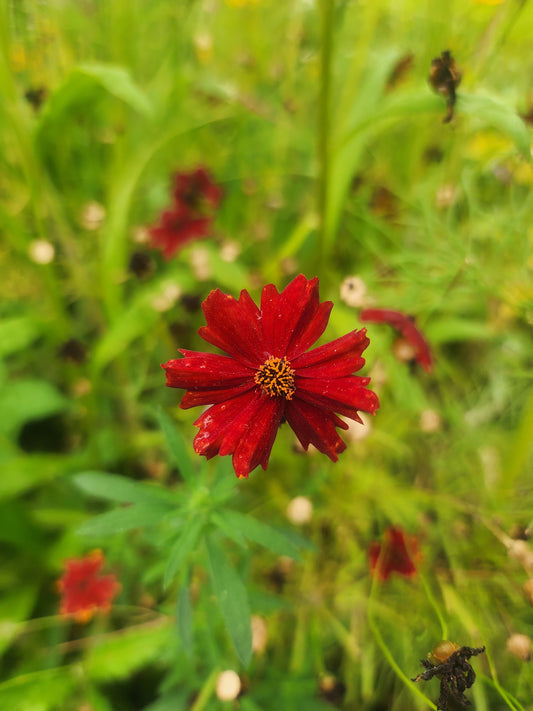 Dyer's Coreopsis