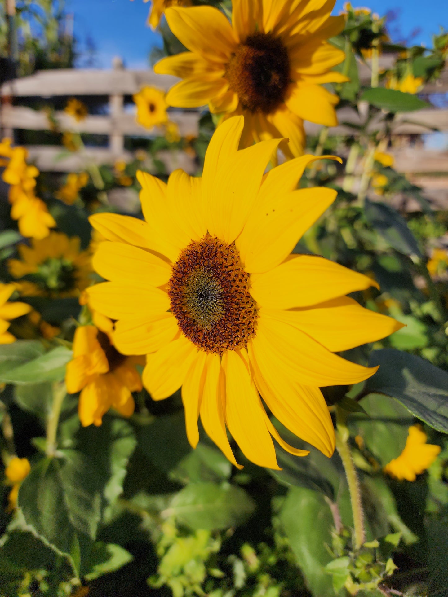 Sunflower Mix