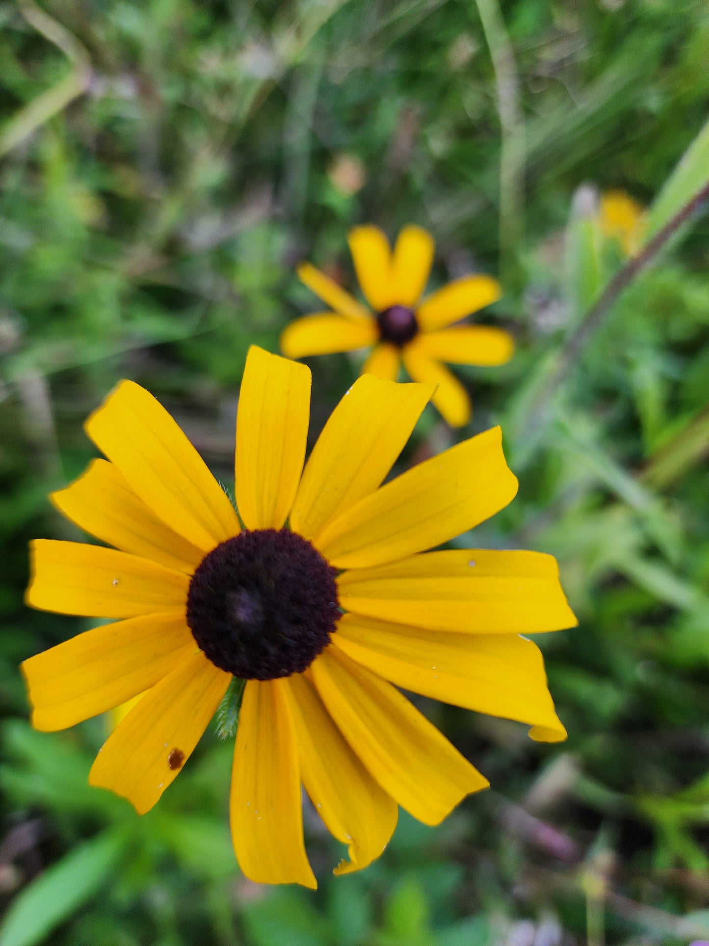 Black Eyed Susan