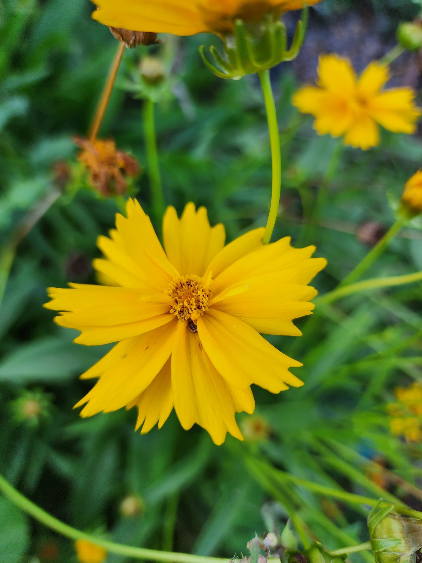 Lanceleaf Coreopsis