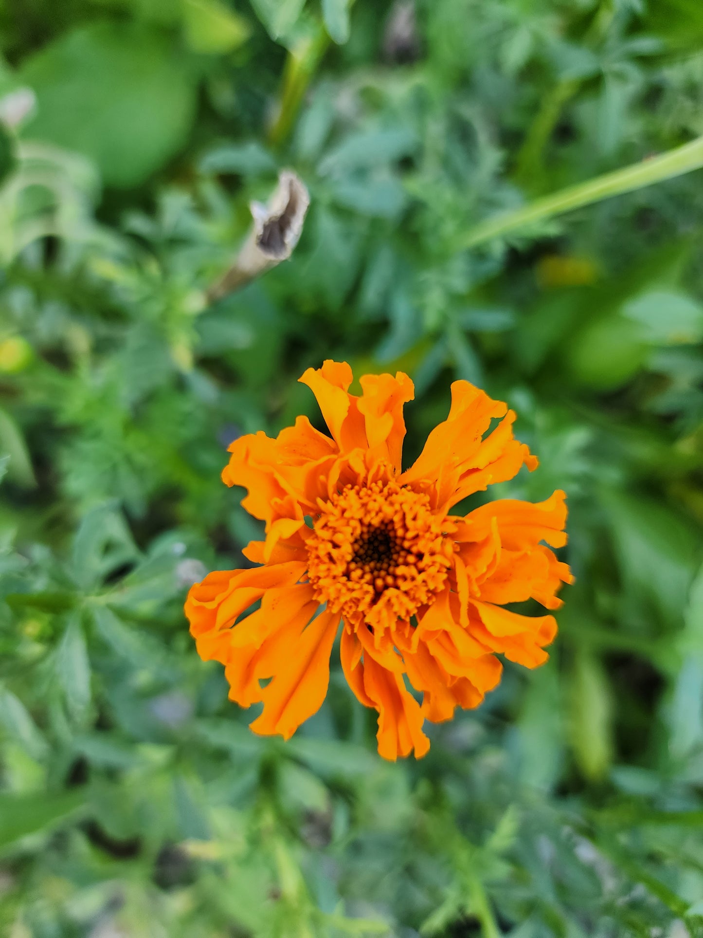 Spinning Wheel Marigold