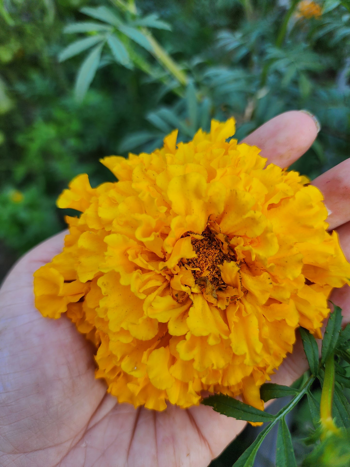 Orange Hawaii Marigold