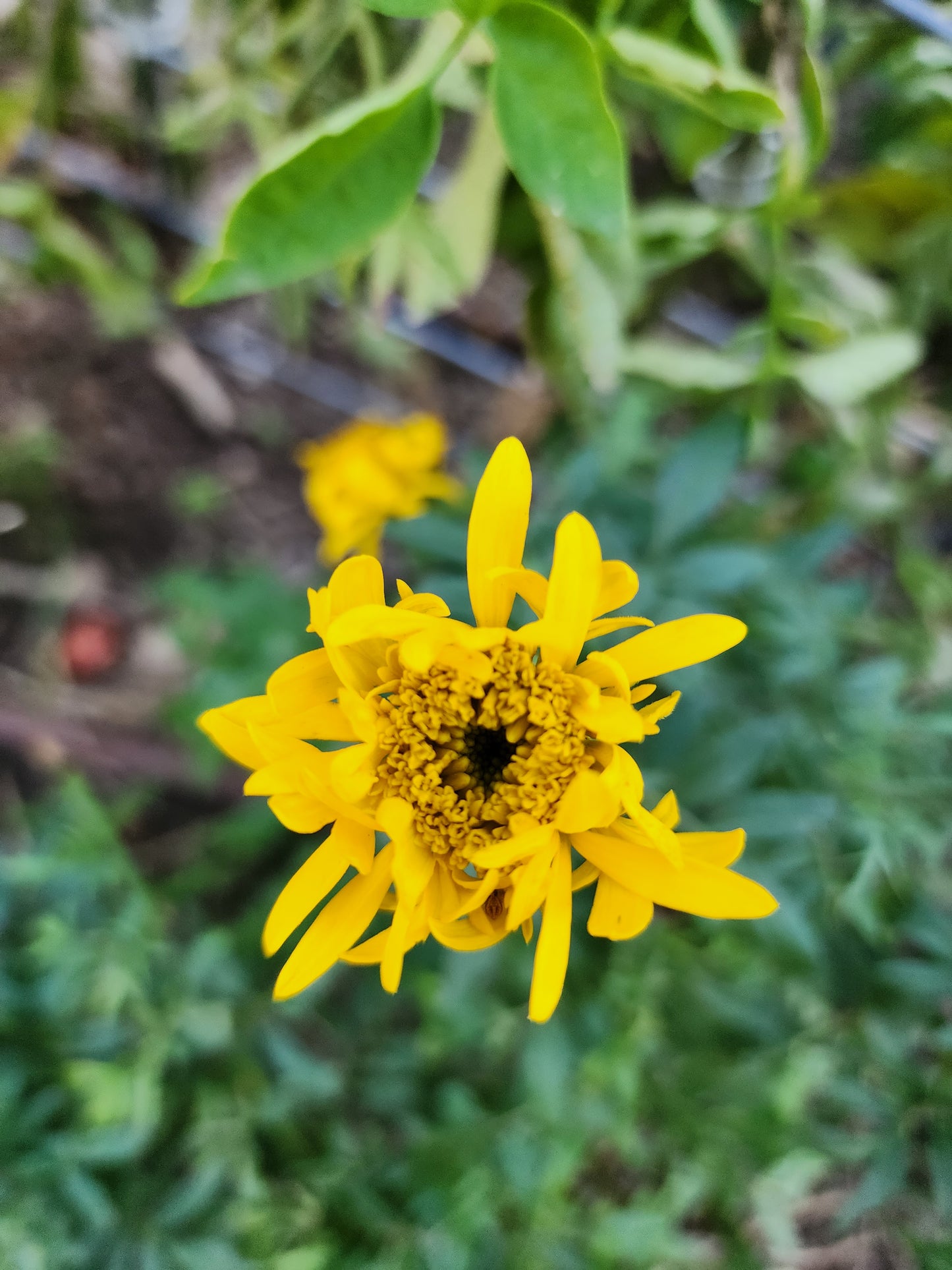 Spinning Wheel Marigold