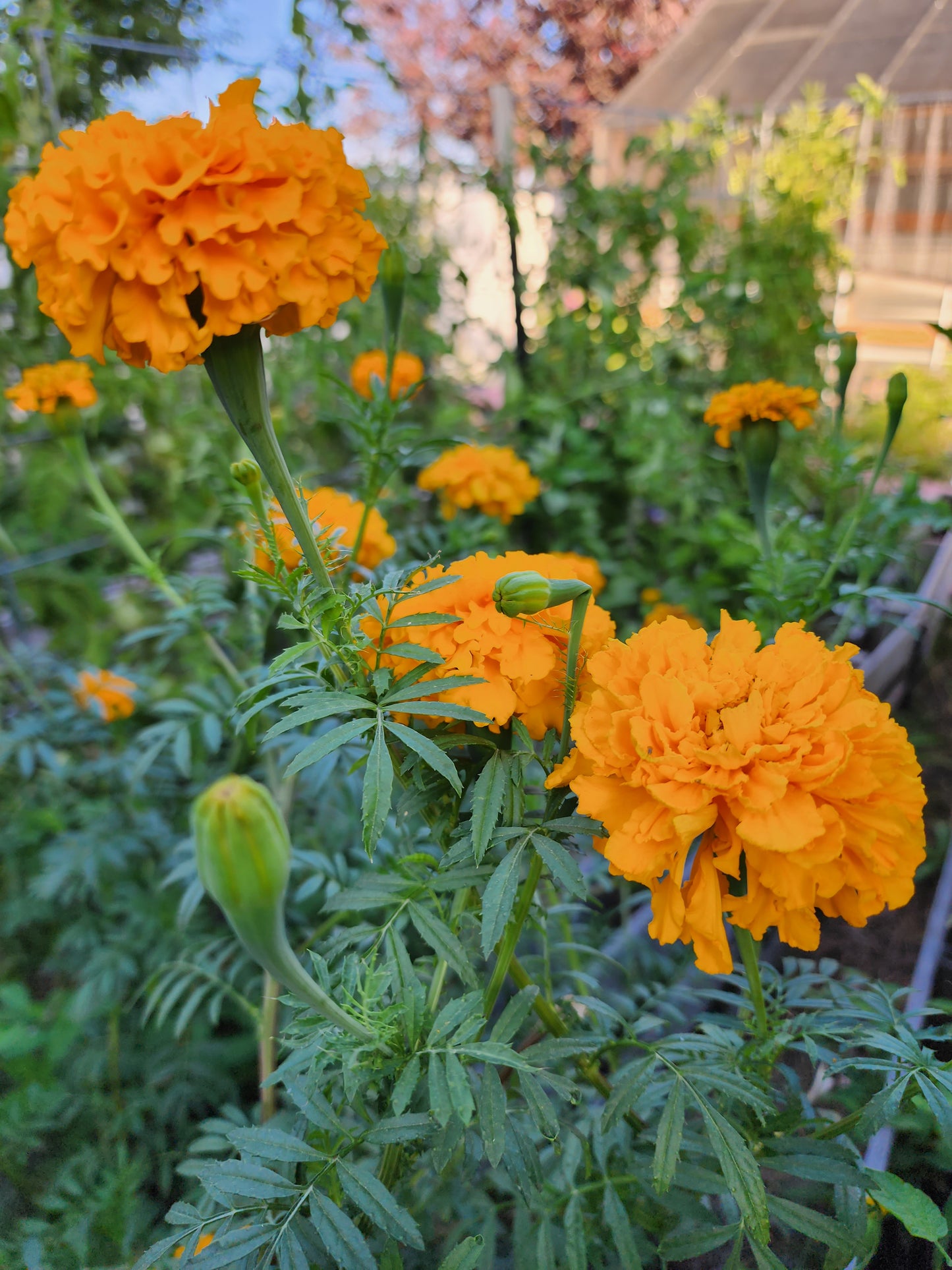 Orange Hawaii Marigold