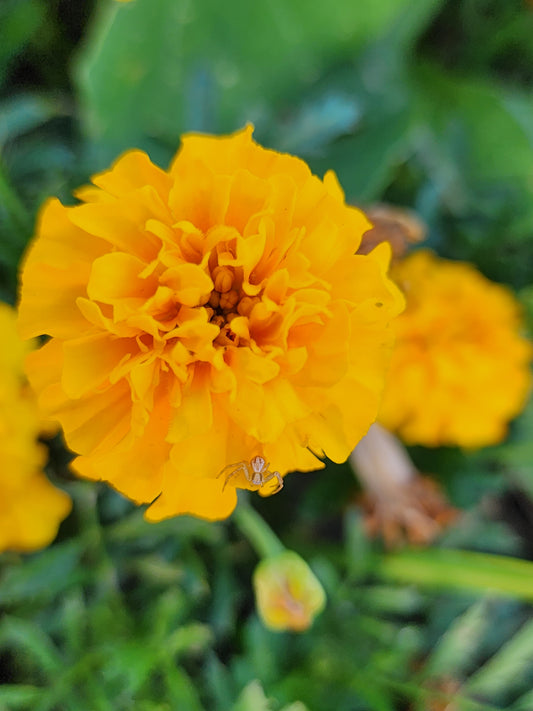 Sunshine Marigold