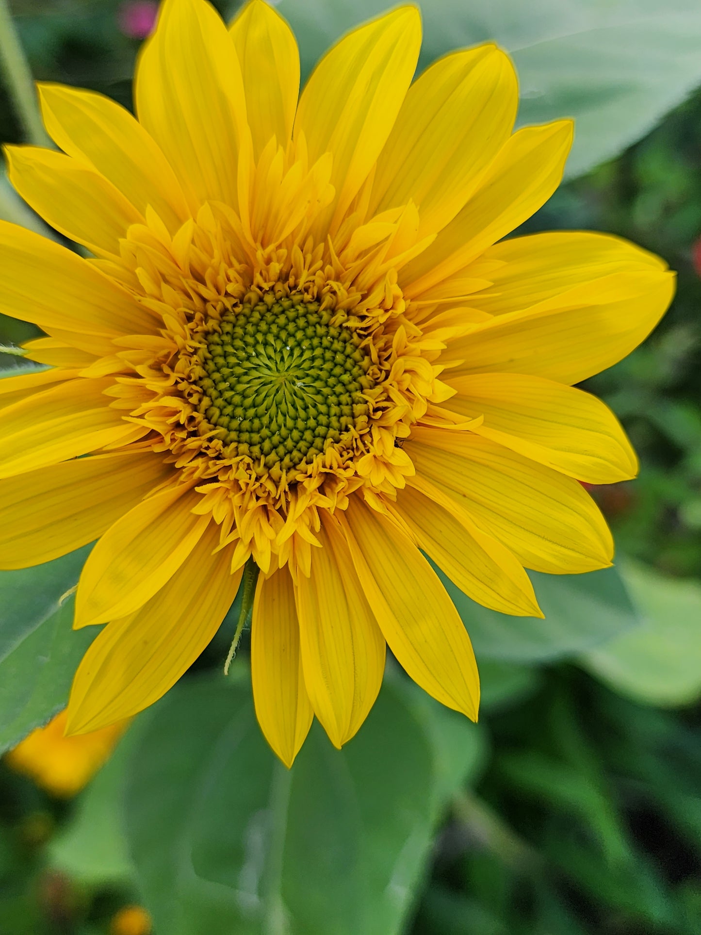 Sunflower Mix