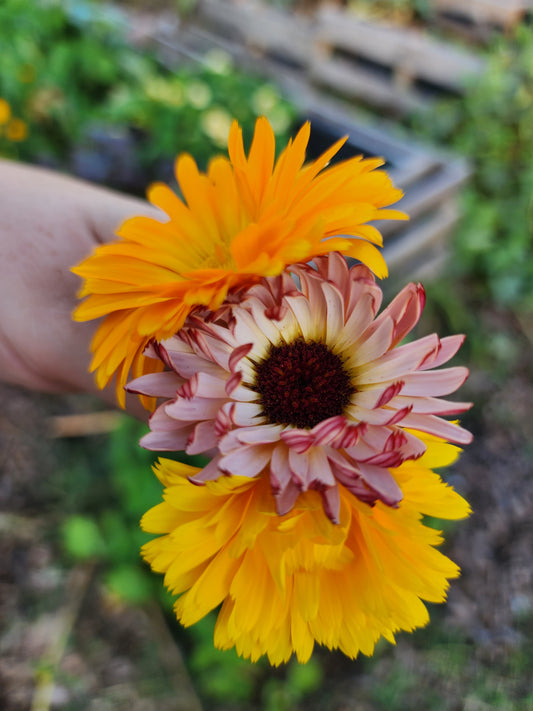 Calendula Mix