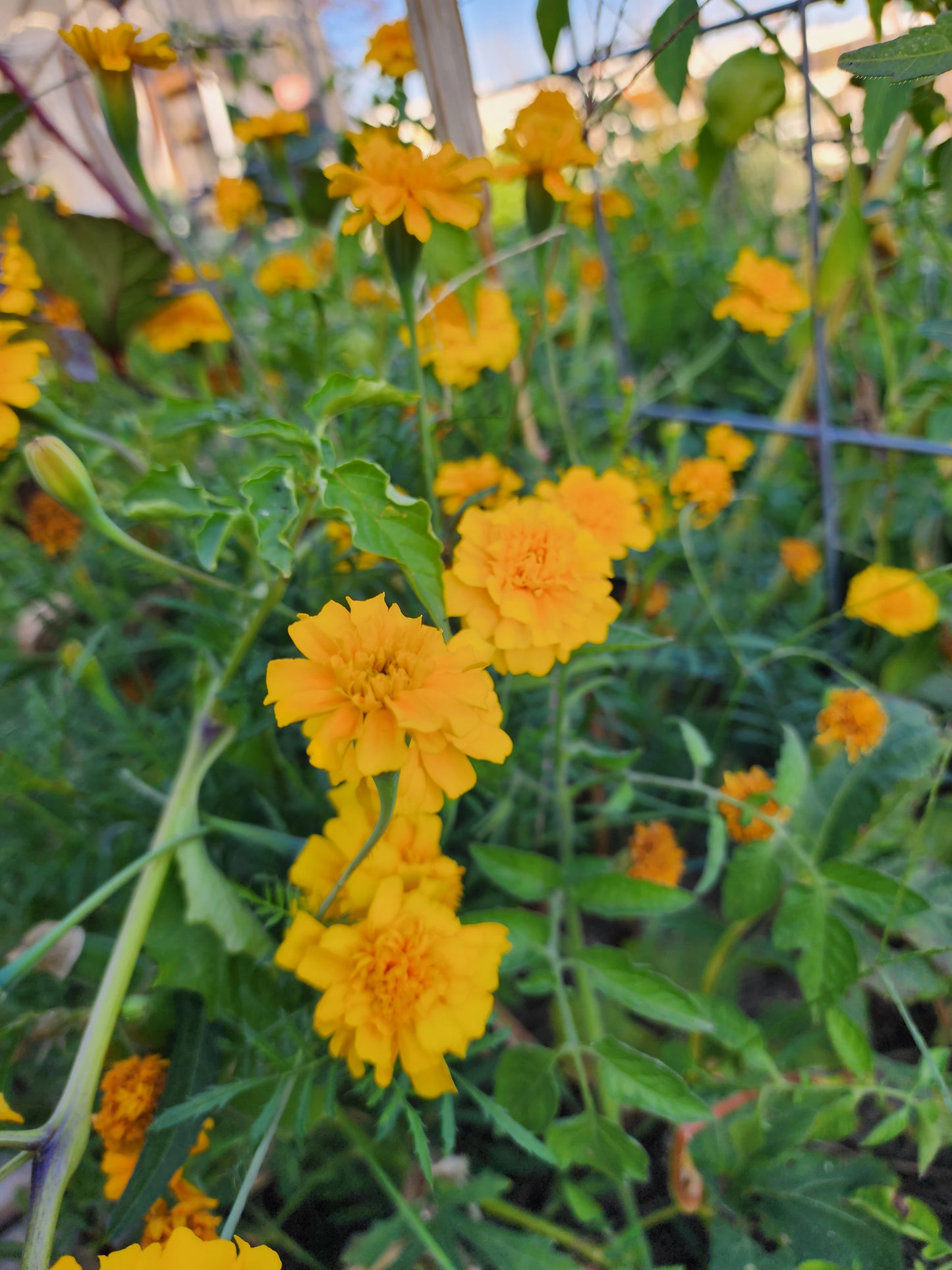 Sunshine Marigold