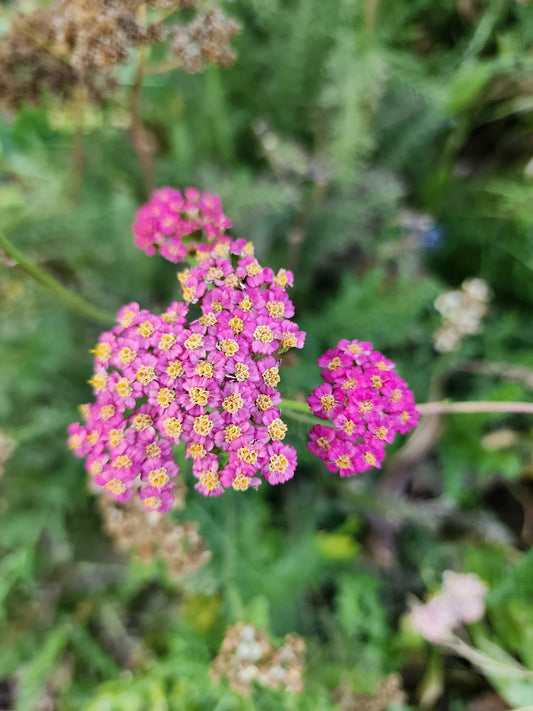 Pink Queen Yarrow