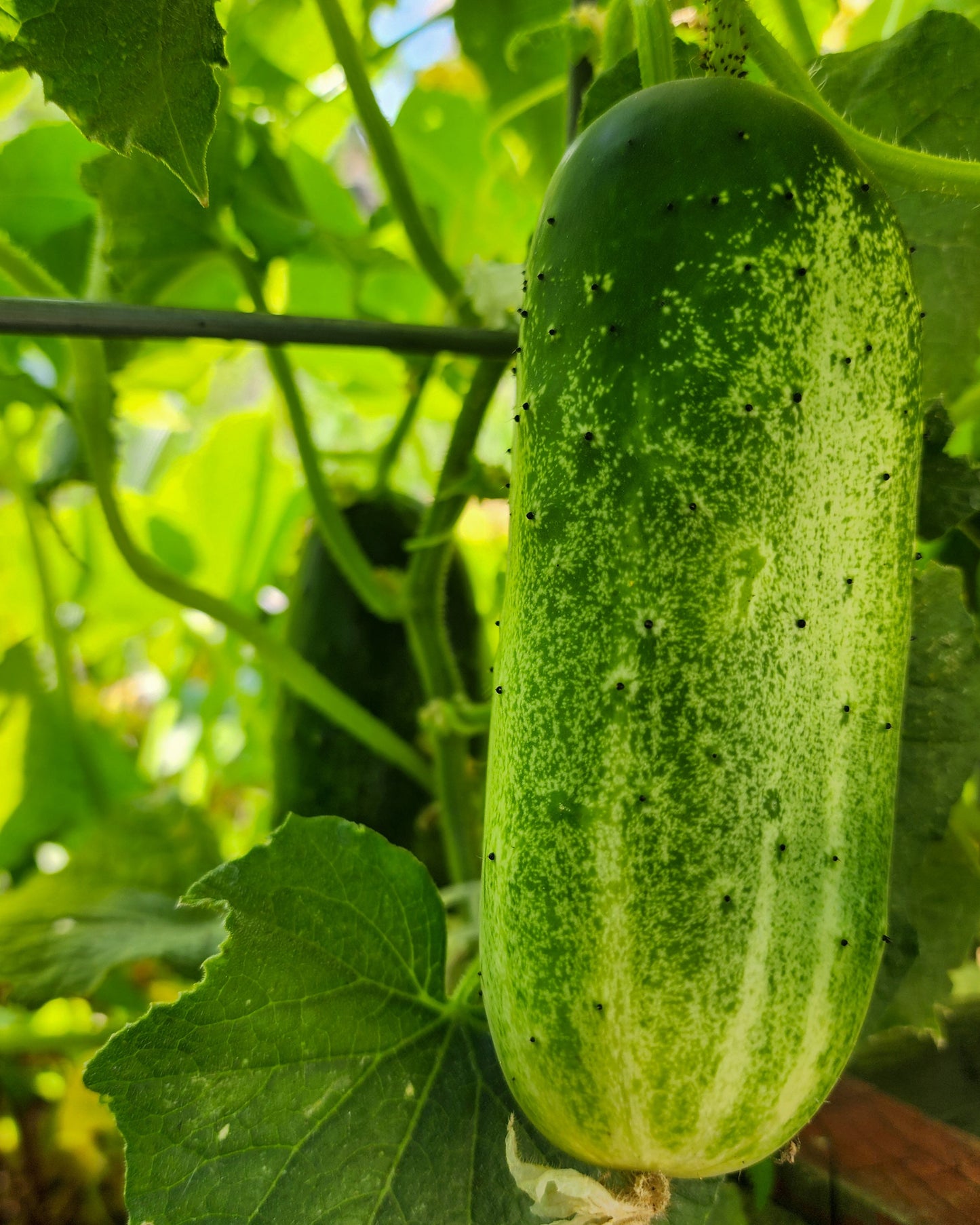 Double Yield Cucumber