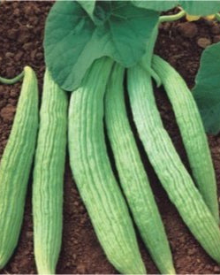 Armenian Cucumber