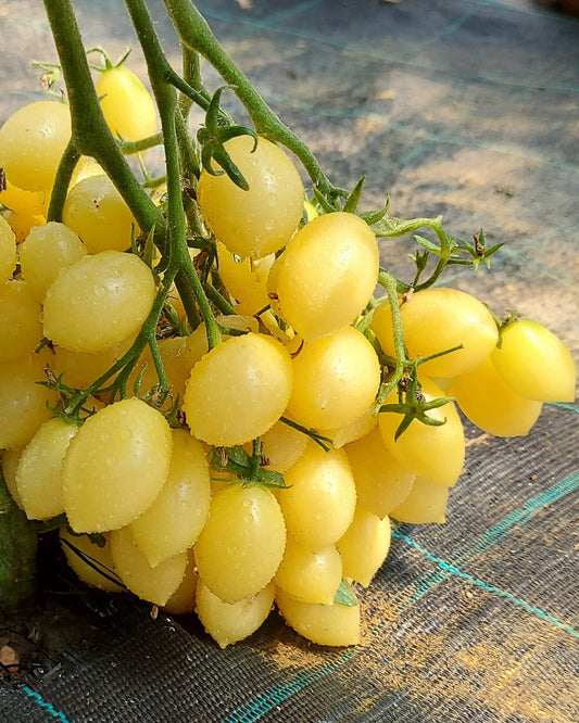 Barry's Crazy Cherry Tomato