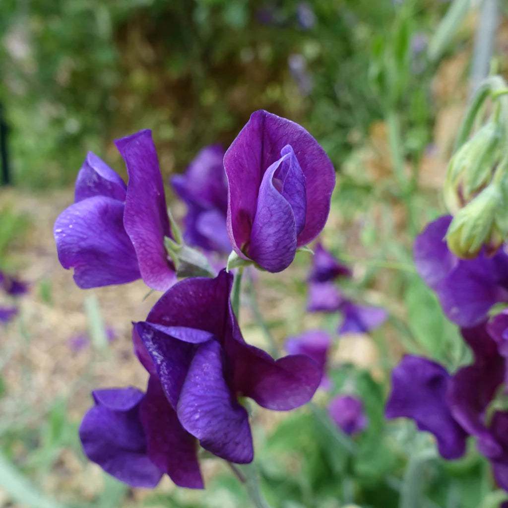 Blue Velvet Sweet Pea