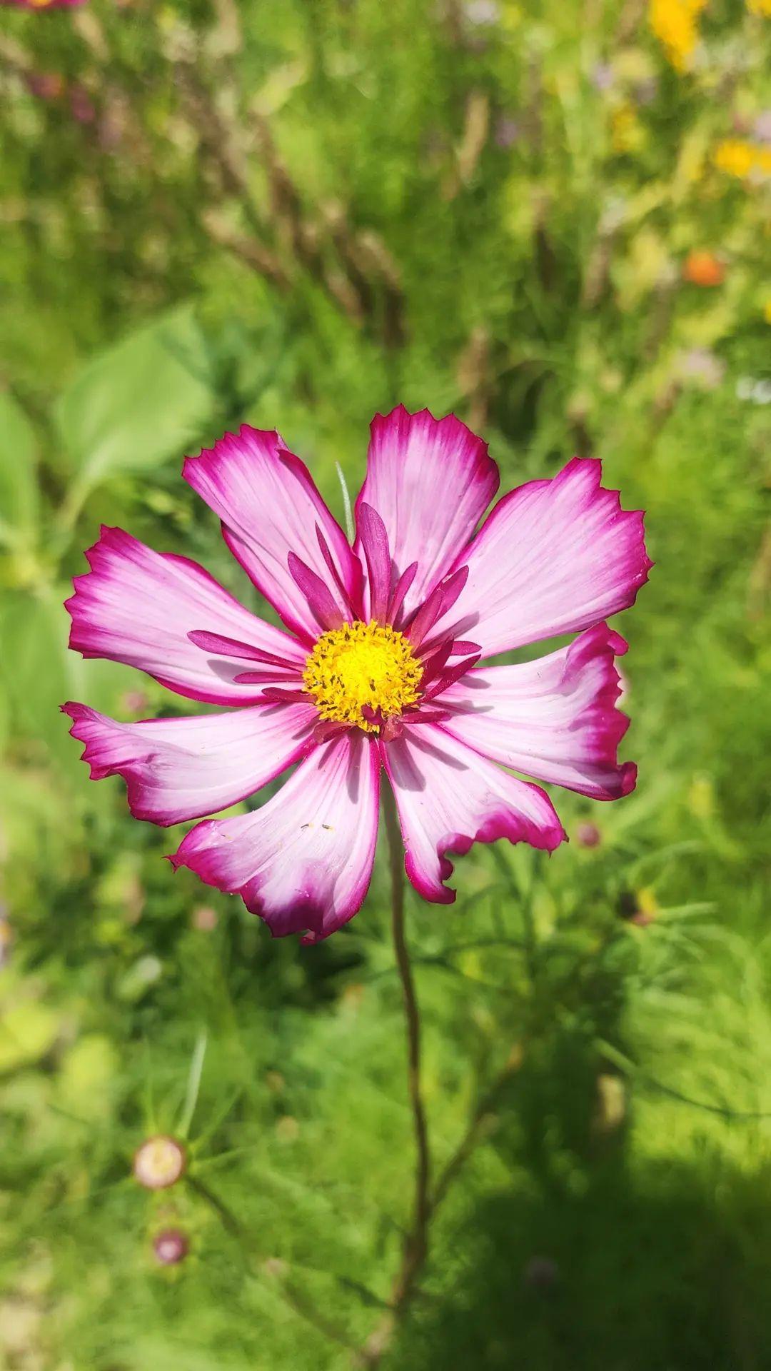 "Pretty in Pink" Cosmos Mix