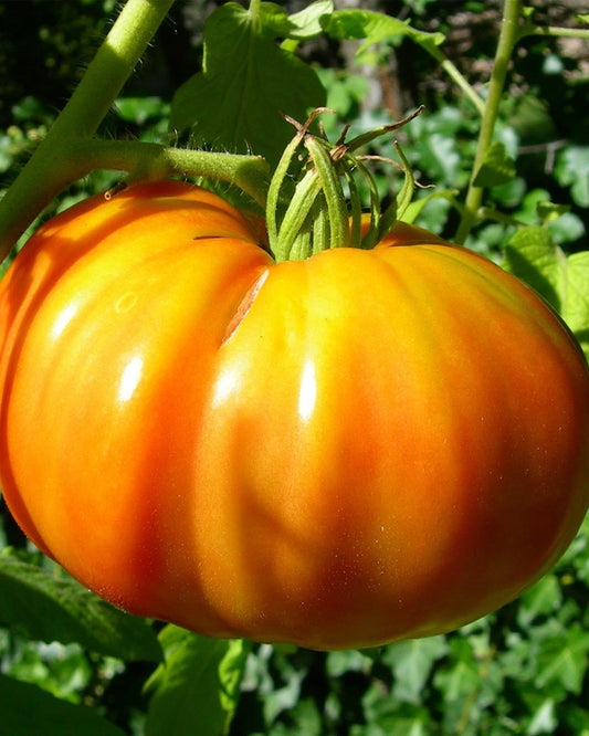 Kellogg's Breakfast Tomato