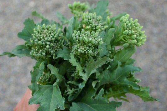 Rapini Broccoli