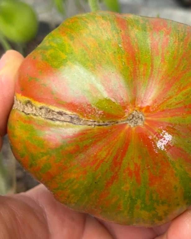 Tie Dye Green Tomato