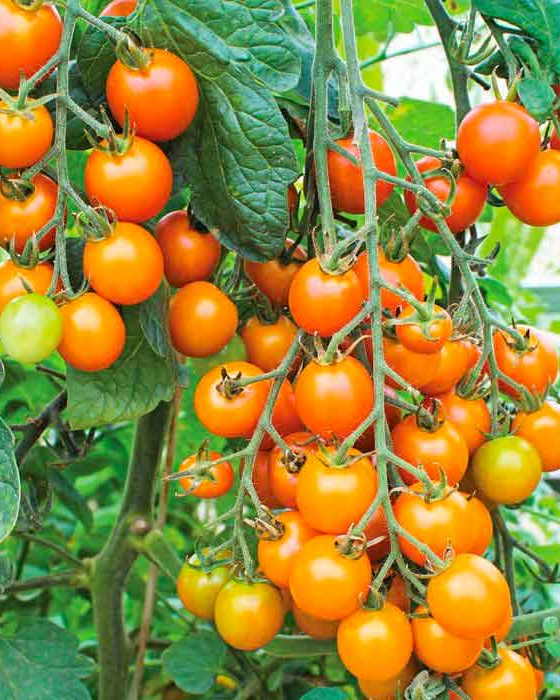 Sungold Cherry Tomato