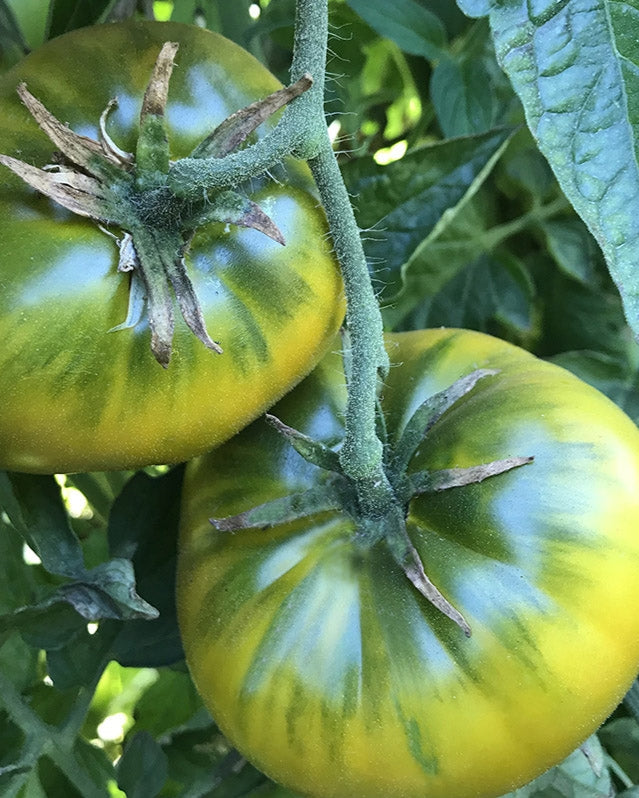 Cherokee Green Tomato