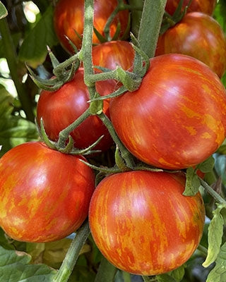 Red Zebra Tomato