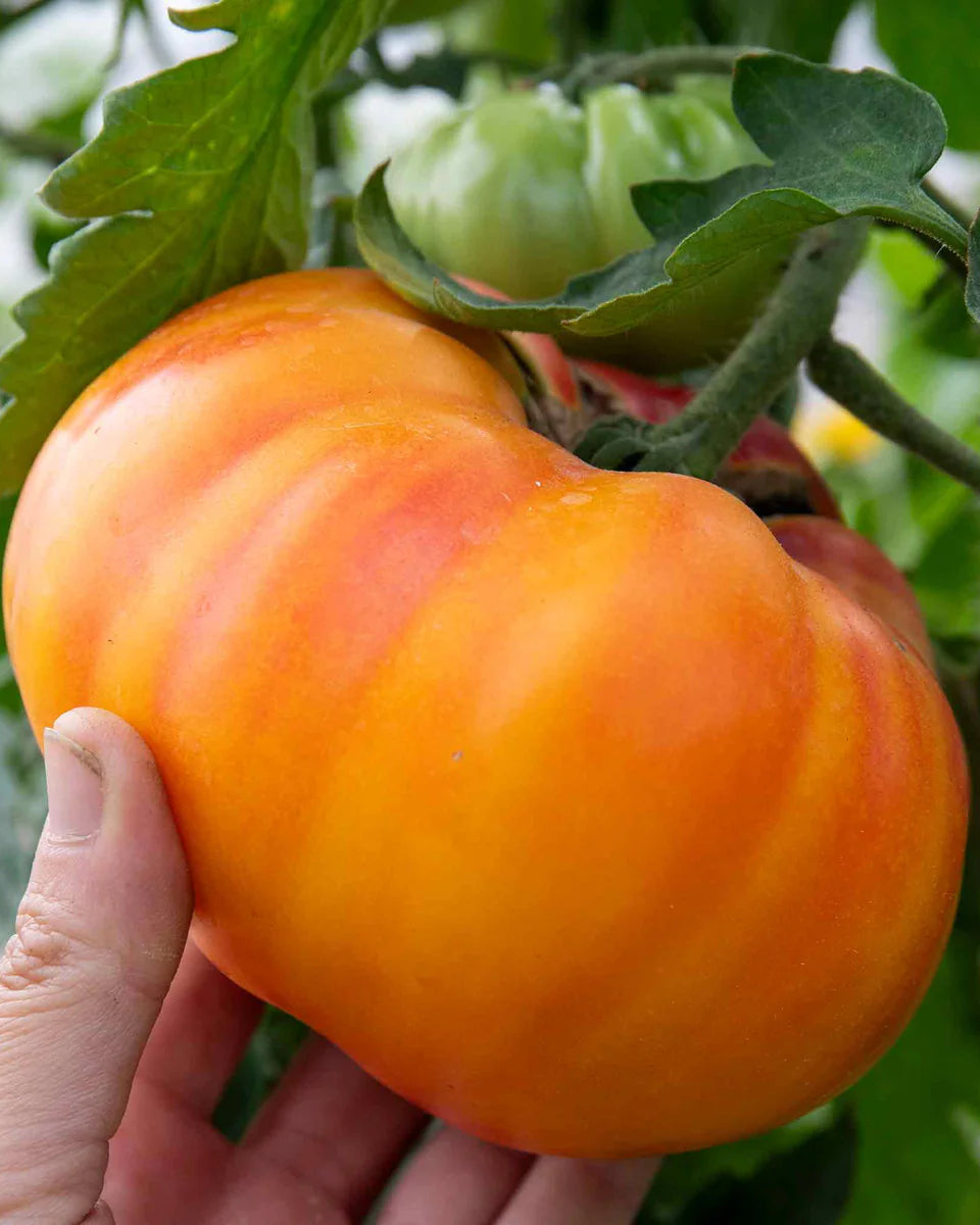 Buffalo Sun Tomato