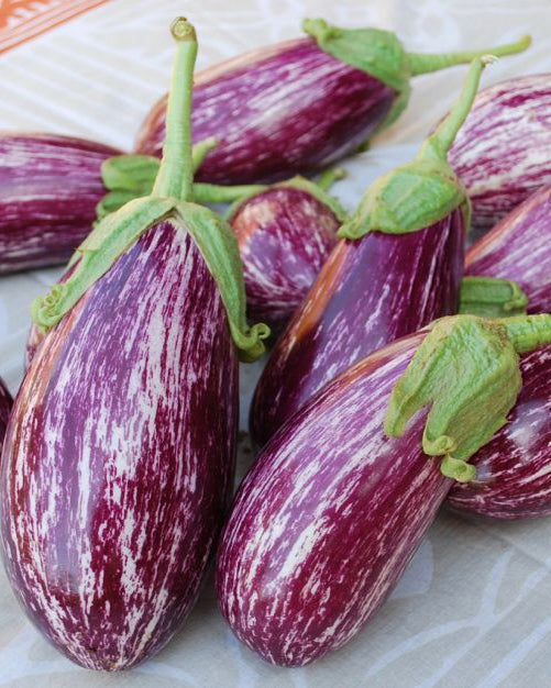 Listada de Gandia Eggplant