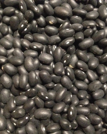 Black Turtle Bean