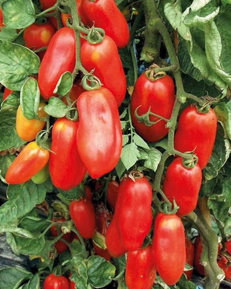 San Marzano Tomato