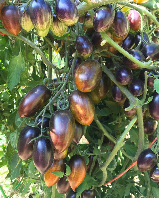 Brad's Atomic Grape Tomato