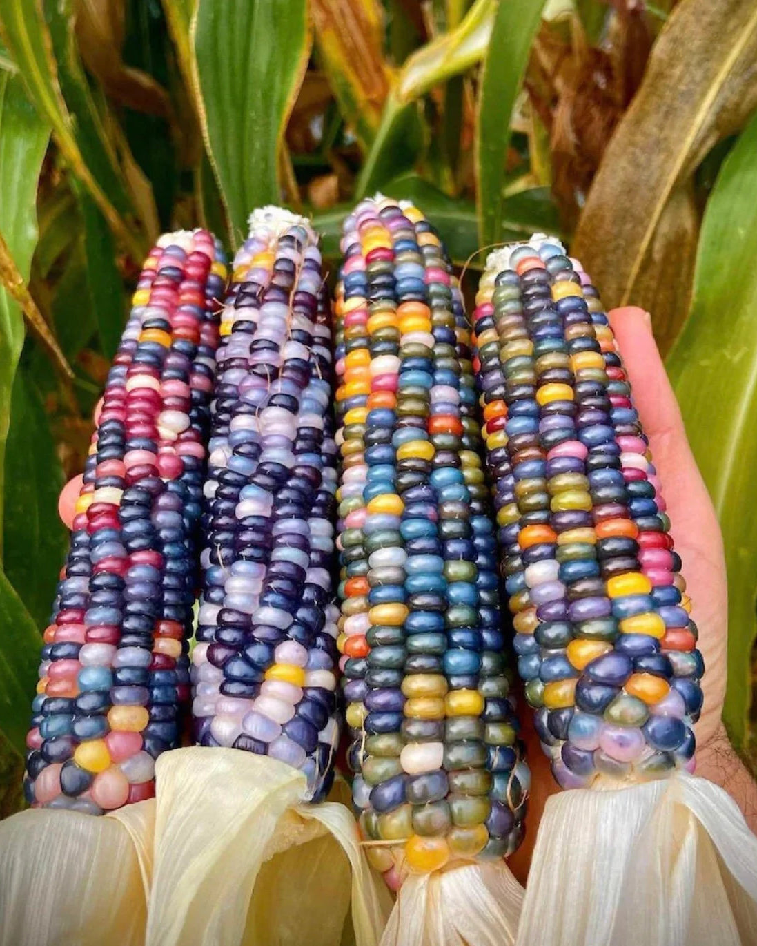 Glass Gem Ornamental Corn