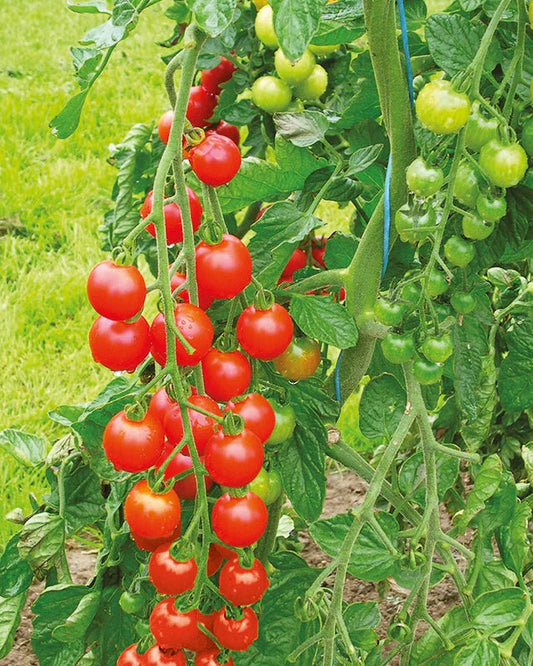 Sweet 100 Tomatoes