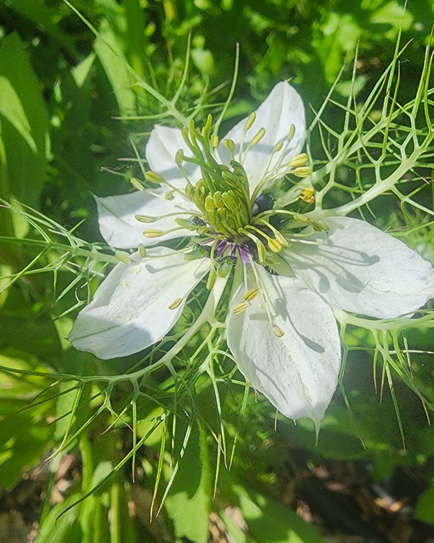 "Love in a Mist" Nigella