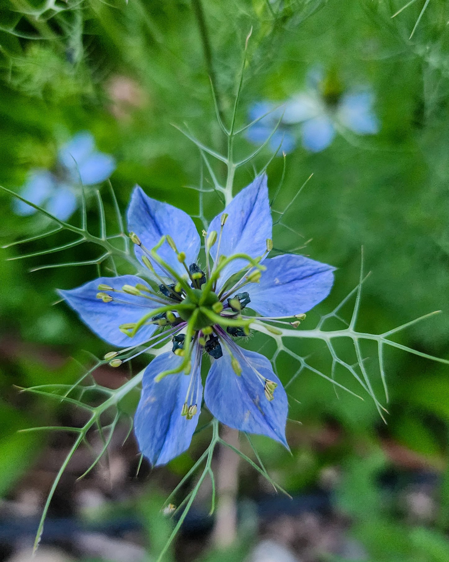 "Love in a Mist" Nigella