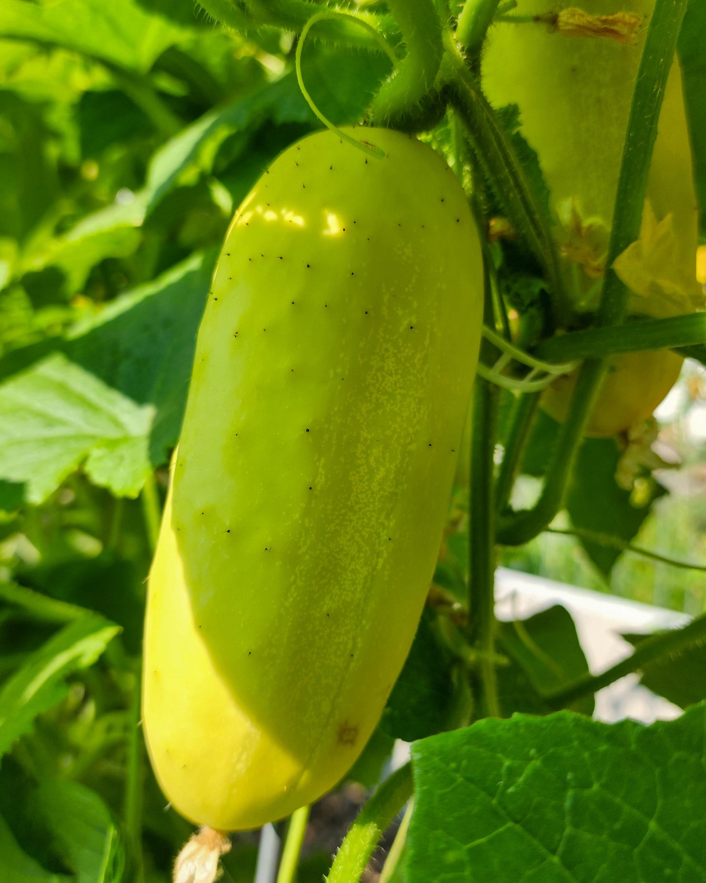 Salt and Pepper Cucumber