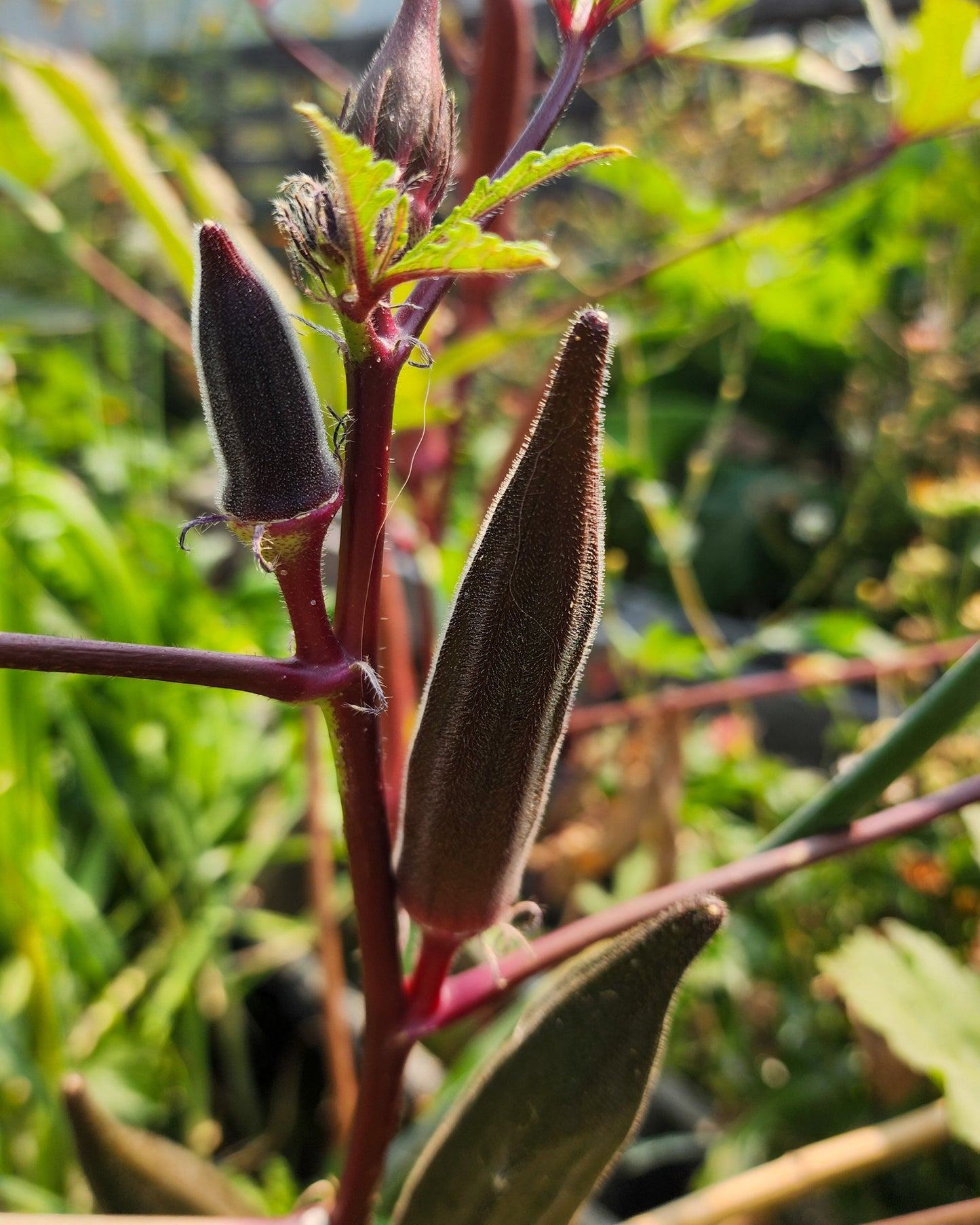 Red Burgundy Okra