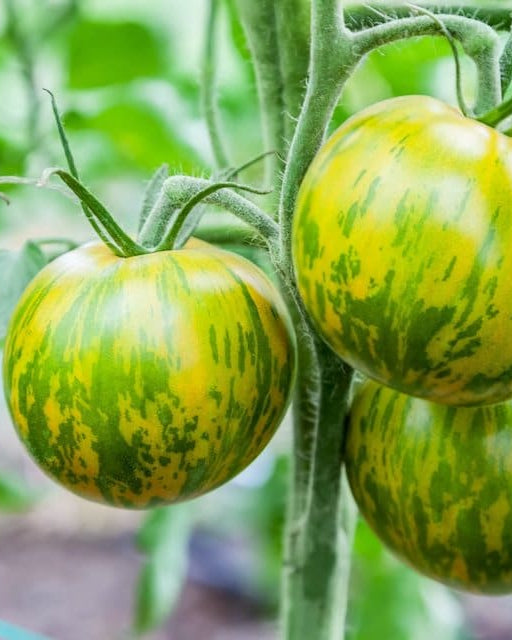 Green Zebra Tomato