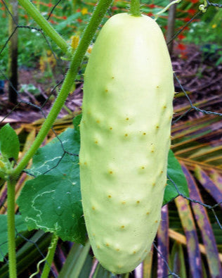 Silver Slicer Cucumber